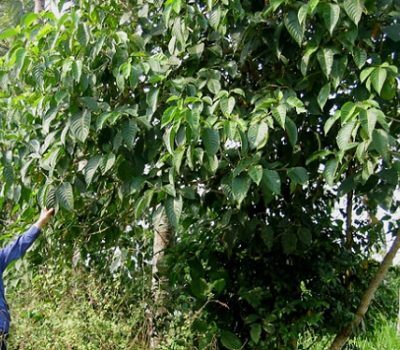 Giống Cây Chè Khổng Lồ – Chè Đại