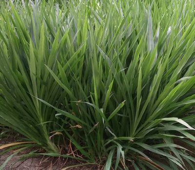 Giống Cỏ Voi Lùn – Cỏ Sữa Đài Loan