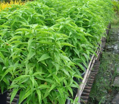 Giống Cây Hoàn Ngọc – Cây Xuân Hoa