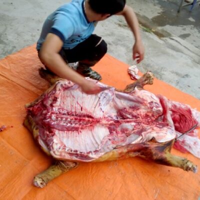 thịt bê thui xô (loại trên 60 kg)