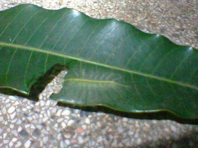 15055850_1841302906106058_1945433333908768326_n