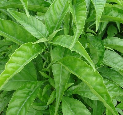 Giống Cây Hoàn Ngọc – Cây Xuân Hoa