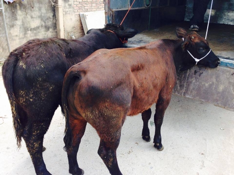 535313-1646091339012163-1543885613760424459-n Cung-cap-bo-giong-khu-vuc-mien-bac