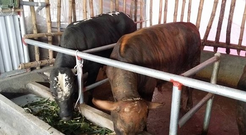 5883-1646091289012168-2496523986762231554-n-1 Cung-cap-bo-giong-khu-vuc-mien-bac