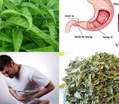 Giống Cây Hoàn Ngọc – Cây Xuân Hoa