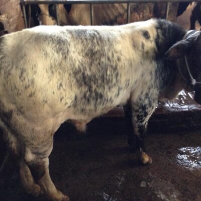 bán bò 3b 7 tháng