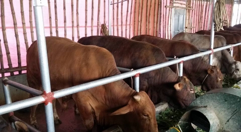 ban-bo-giong-mien-bac-42a8f1d4-5293-416d-9e32-dde6c7128965