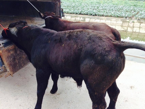 ban-bo-giong-mien-bac2