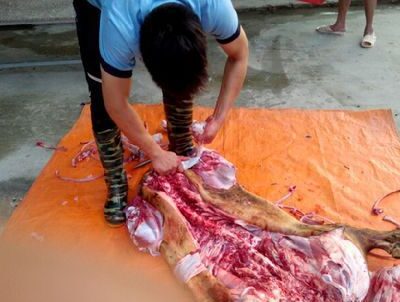 thịt bê thui xô (loại trên 60 kg)