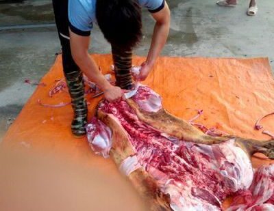 thịt bê thui xô (loại trên 60 kg)