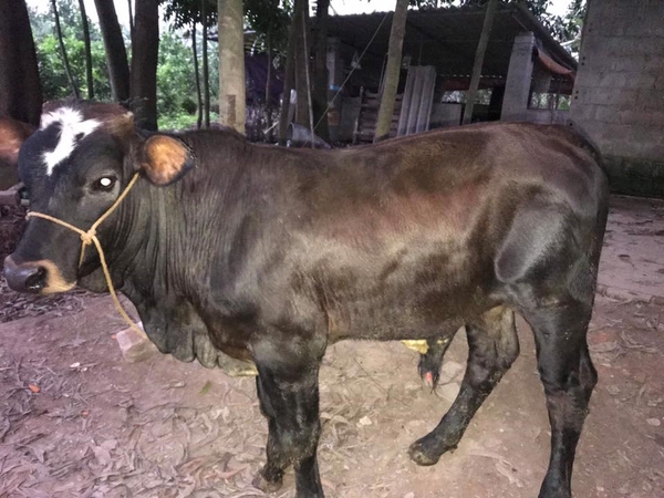 giá bò 3b 5 tháng tuổi