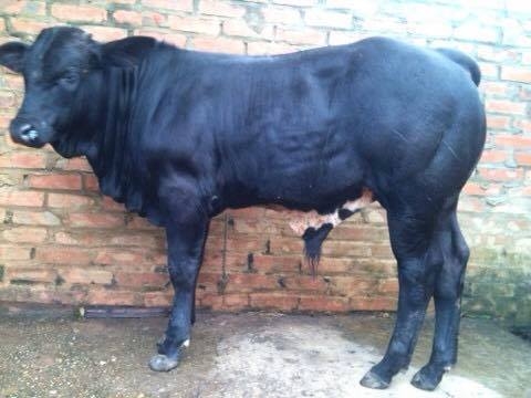 bo-3b-bbb-rat-duoc-ua-chuong-1 Bò 3b(BBB)-Bán Và Cung Cấp Bò 3b(BBB)