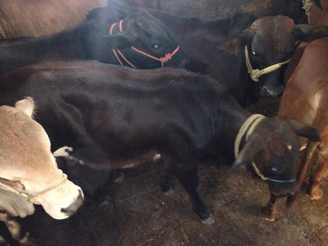 bo-3b-o-trai-giong-tinh-nam Bò 3b(BBB)-Bán Và Cung Cấp Bò 3b(BBB)