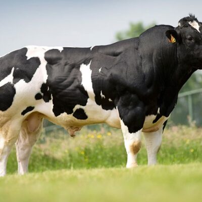 Bò BBB (3b): Belgian Blue Breed