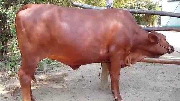 bo-giong1-ded705d0-c638-4d8b-91b4-c8361d3533c1