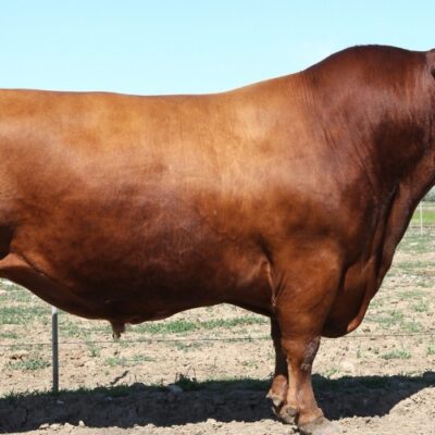 Bò Red Angus