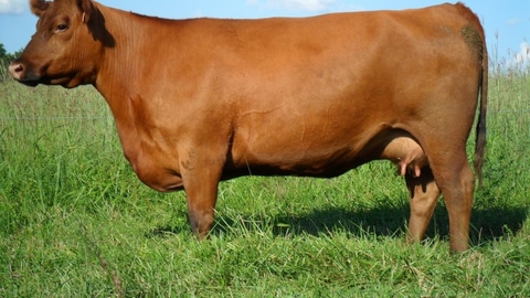 Bò Red Angus
