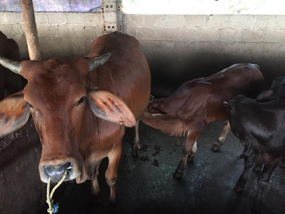 bo-sinh-san-16-9-1-2