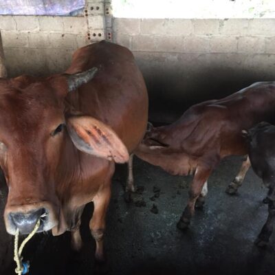 Bò sinh sản mẹ braman con 3bbb 5 tháng ngày 16-9-2018