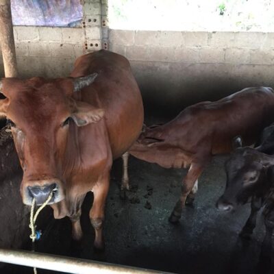 Bò sinh sản mẹ braman con 3bbb 5 tháng ngày 16-9-2018