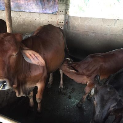 Bò sinh sản mẹ braman con 3bbb 5 tháng ngày 16-9-2018