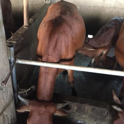 Bò sinh sản mẹ braman con 3bbb 5 tháng ngày 16-9-2018