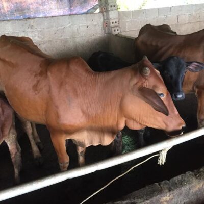 cái mẹ và cặp nuôi sinh sản ngày 19-9-2018