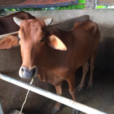 cái mẹ và cặp nuôi sinh sản ngày 19-9-2018