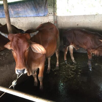 cái mẹ và cặp nuôi sinh sản ngày 19-9-2018