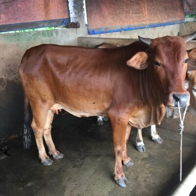 cái mẹ và cặp nuôi sinh sản ngày 19-9-2018