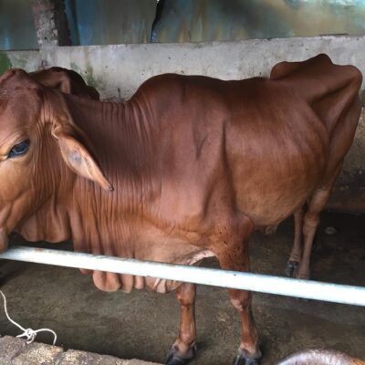 cái mẹ và cặp nuôi sinh sản ngày 19-9-2018