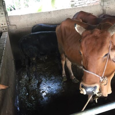 cái mẹ và cặp nuôi sinh sản ngày 19-9-2018