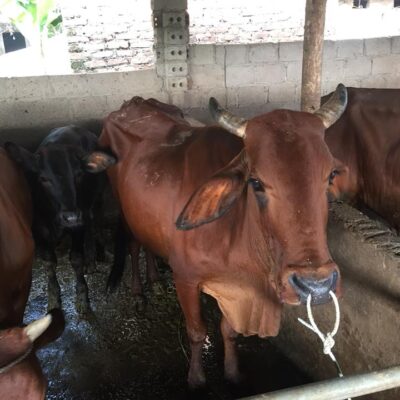 cái mẹ và cặp nuôi sinh sản ngày 19-9-2018