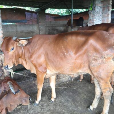 cái mẹ và cặp nuôi sinh sản ngày 19-9-2018