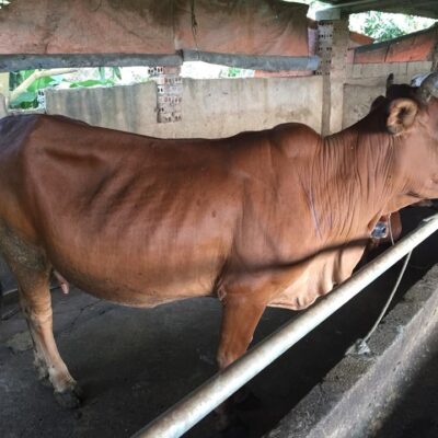 cái mẹ và cặp nuôi sinh sản ngày 19-9-2018