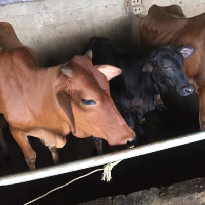 cái mẹ và cặp nuôi sinh sản ngày 19-9-2018