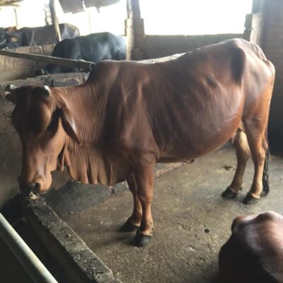 cái mẹ và cặp nuôi sinh sản ngày 19-9-2018