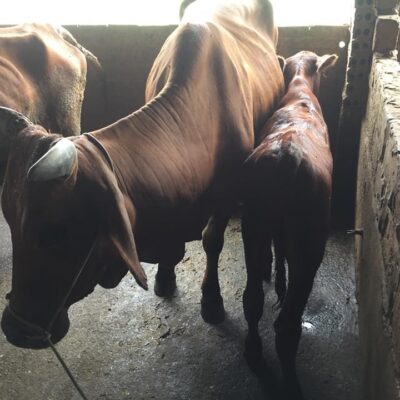 cái mẹ và cặp nuôi sinh sản ngày 19-9-2018