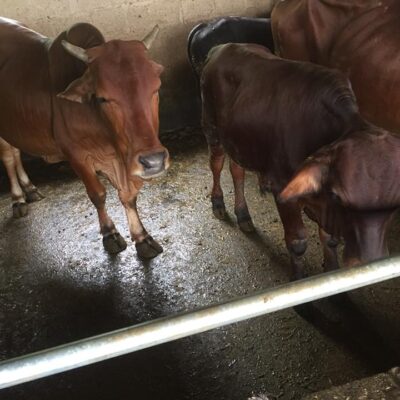 cái mẹ và cặp nuôi sinh sản ngày 19-9-2018