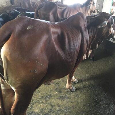 cái mẹ và cặp nuôi sinh sản ngày 19-9-2018