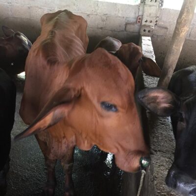 cái mẹ và cặp nuôi sinh sản ngày 19-9-2018