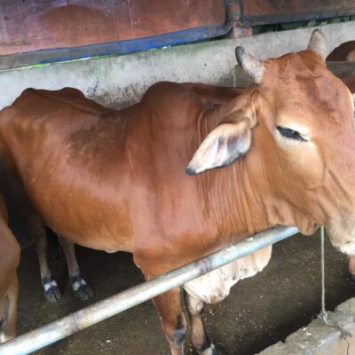 cái mẹ và cặp nuôi sinh sản ngày 19-9-2018