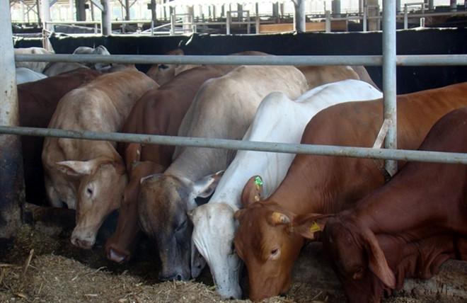 C:UsersAdministratorDropboxCTV viet baiThanhBai da viettháng 9Trang trại bò giốngbán bò giống665x431_bouc161924541.jpg