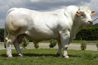 charolais-1-1