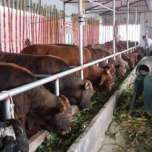 chuong-bo-565962e2-71ff-44f9-a317-b5243080d7a9