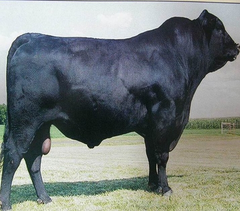 cung-cap-bo-giong-mien-bac3 cung cấp bò giống miền bắc giá rẻ