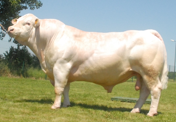 cung cấp bò giống charolais ở miền bắc