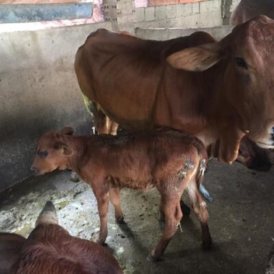 Bò sinh sản mẹ braman con 3bbb ngày 14-9-2018