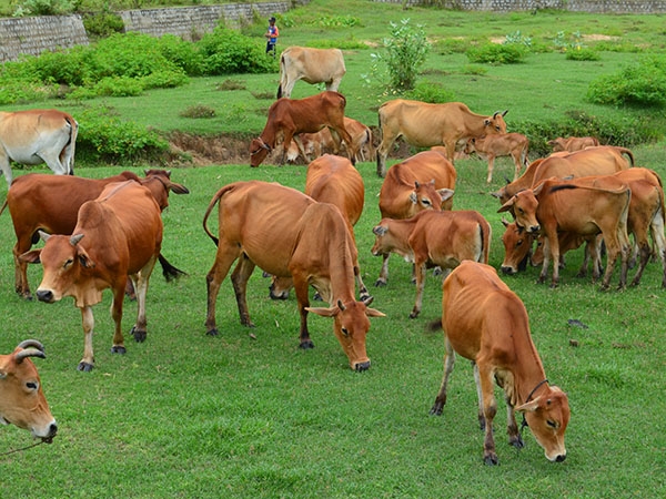  Giá bò giống rẻ chất lượng nhất thị trường