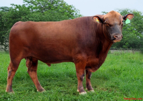 Bò Red Angus
